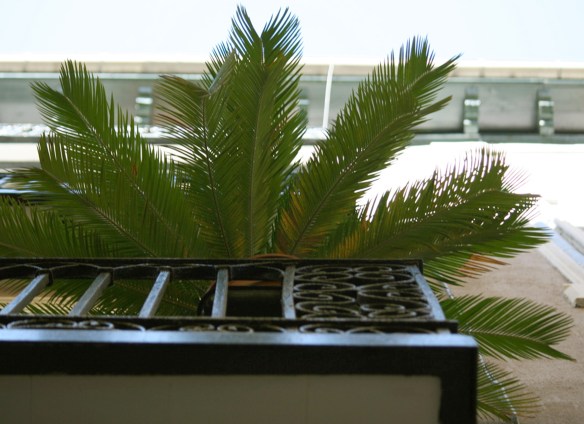 balcon_malasaña_rojomenta_rebrota_5