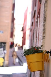 historias_entre_macetas_rebrota_malasaña_rojomenta