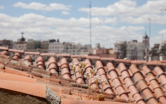 tejados_rebrota_malasana_rojomenta